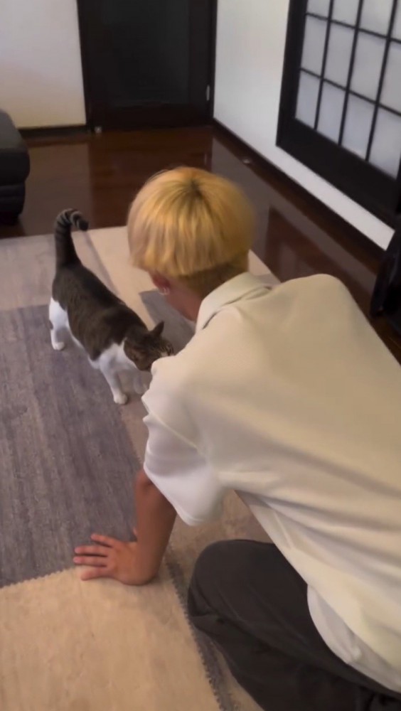 しっぽを上げながら男性の前にやってきた猫