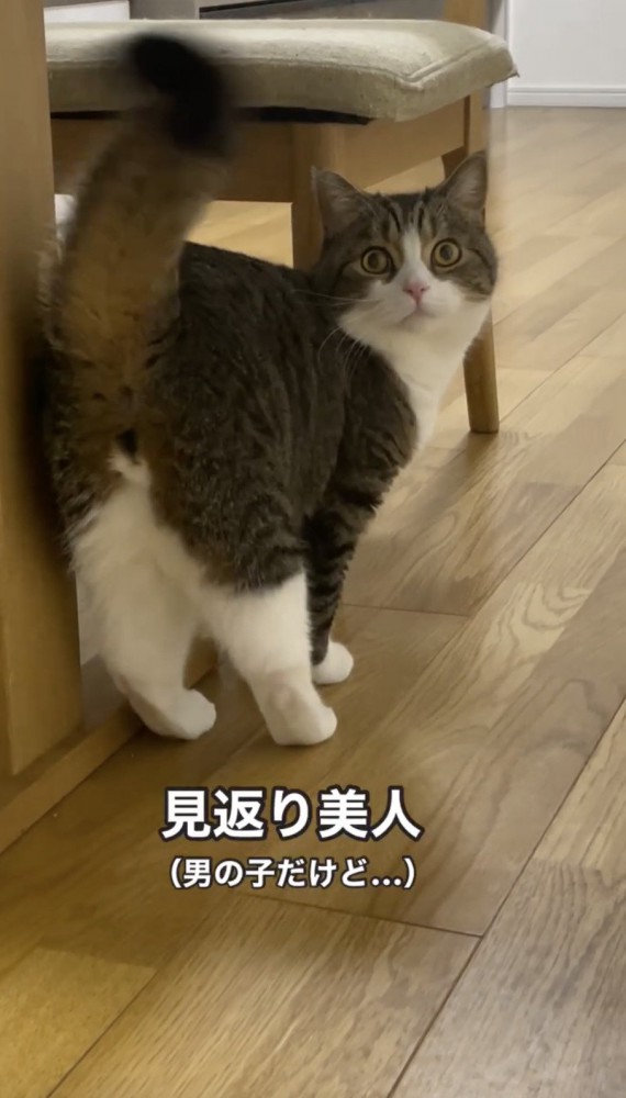 立ち上がる猫