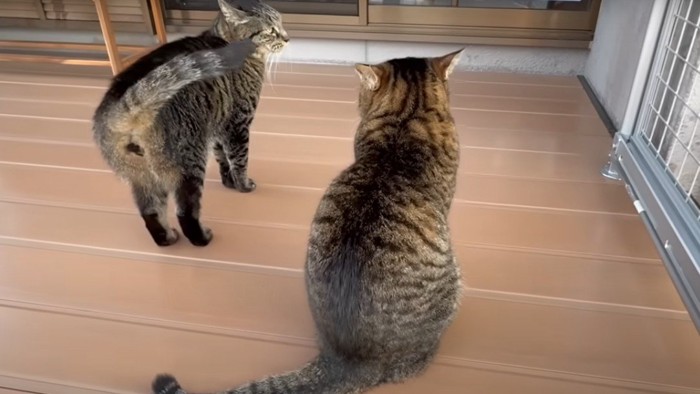 2匹の猫の後ろ姿