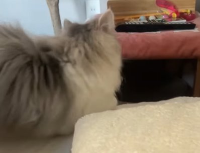 伏せの状態の後ろ姿の猫