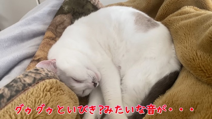 丸くなって寝る猫