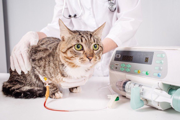 検査を受ける猫