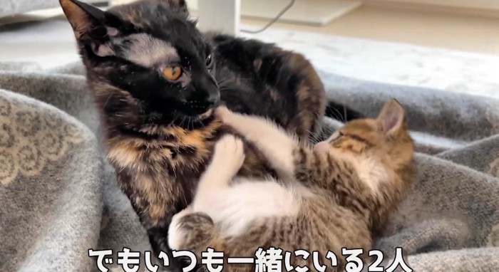 取っ組み合いする猫