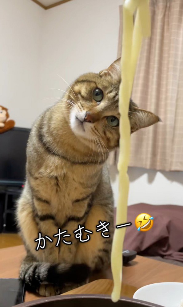 首を傾ける猫
