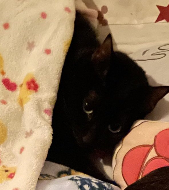 目を開けている黒猫