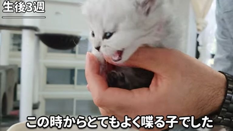 手のひらに乗っている子猫