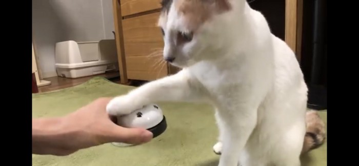 呼び鈴を触る猫