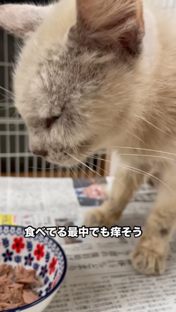 お皿を見る猫