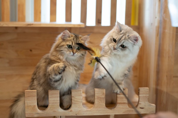 一緒に遊ぶ猫たち