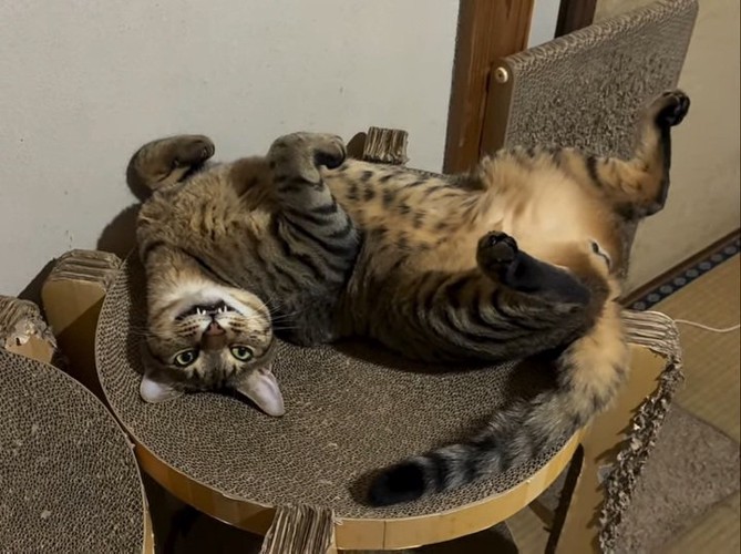 仰向けで口を開ける猫