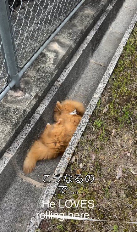 側溝で転がる猫