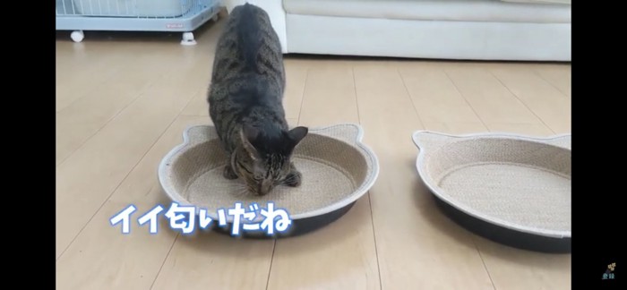 爪とぎの上に乗る猫