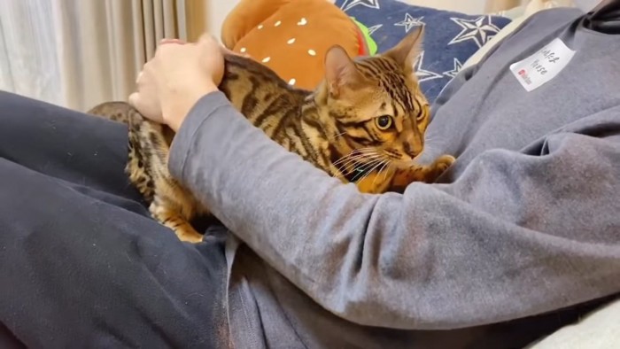 飼い主さんのお腹の上で足を踏ん張る猫