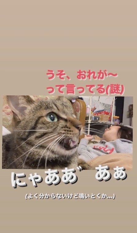 娘さんのお願いを聞く猫