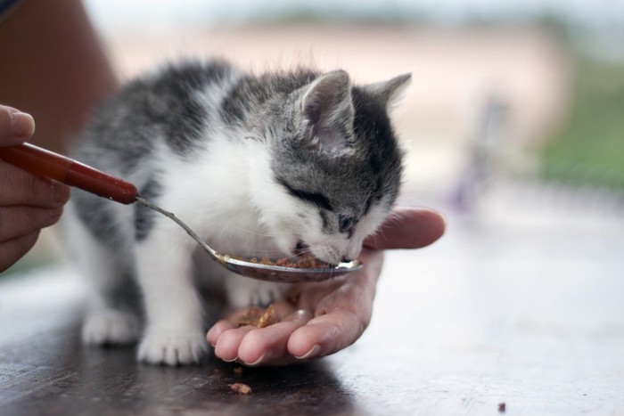 子猫にえさをやる