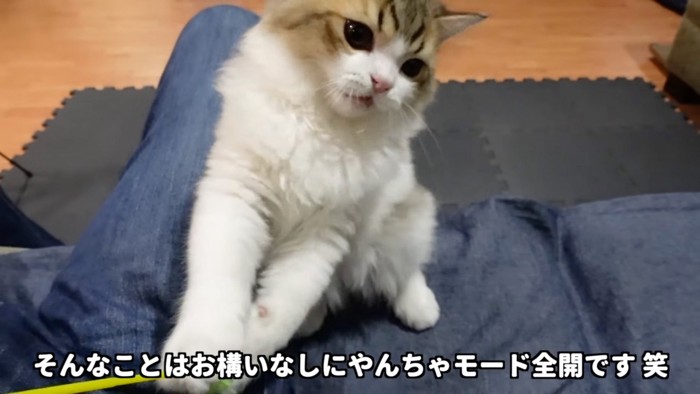 じゃれる猫