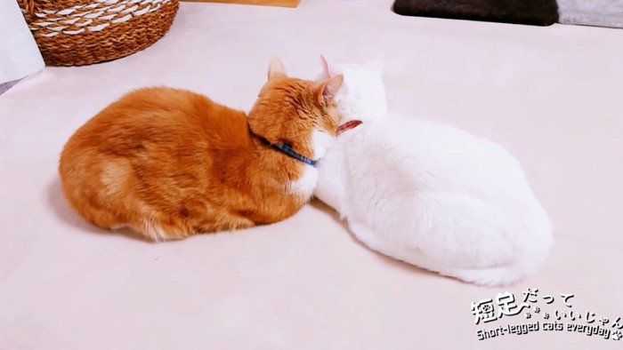 頭を寄りかかり合って寝る猫