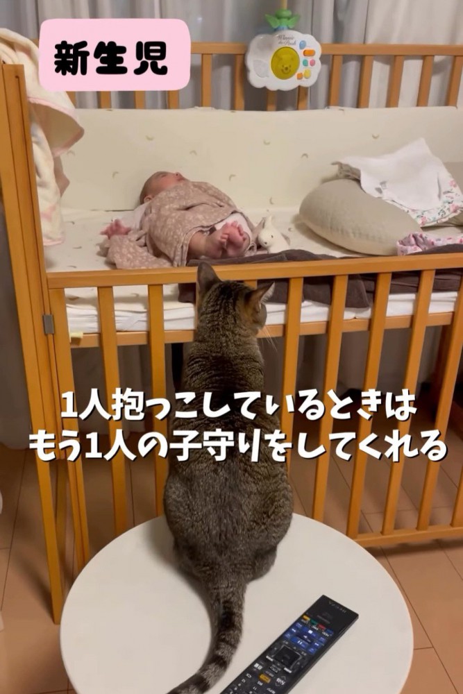 赤ちゃんを見ている猫の後ろ姿
