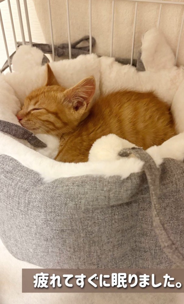 眠る子猫