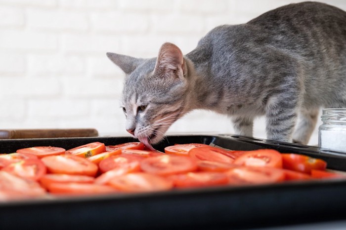 盗み食いしようとしている猫