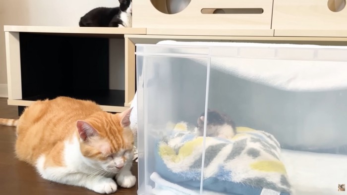 画像右中央上に白黒ハチワレ猫さん