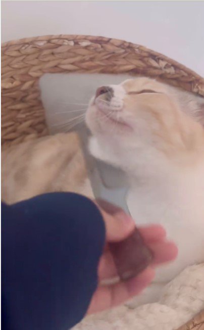 撫でられている猫