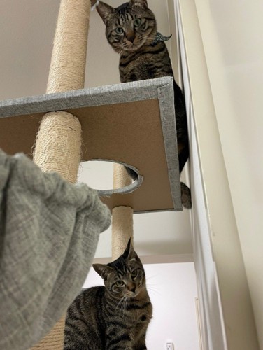 タワーにいる2匹の猫