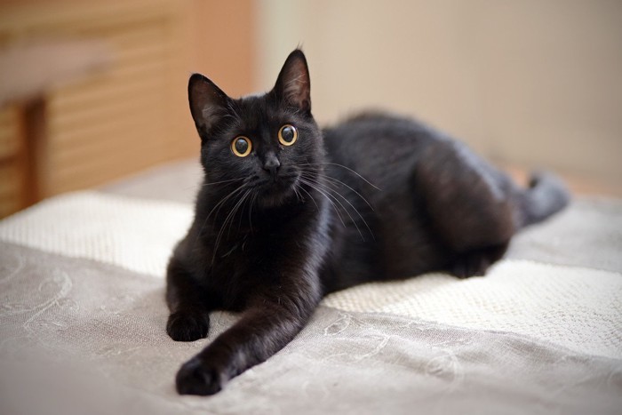 見上げる黒猫