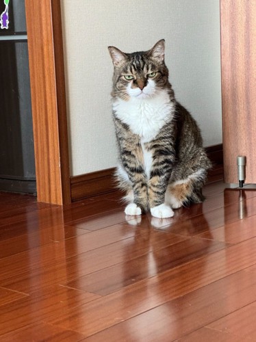 座っている猫