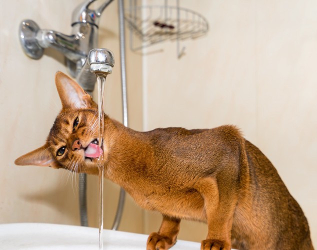 水道水を飲む猫