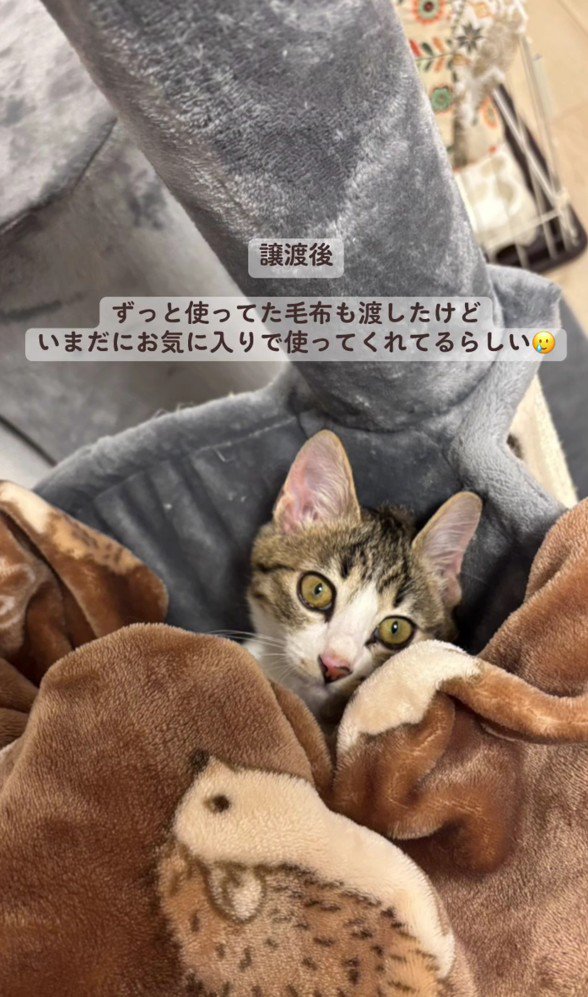 毛布にくるまる子猫