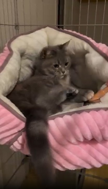 ブラシを足で押さえる猫