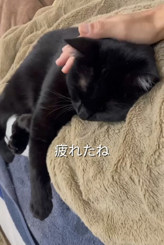 なでられて寝る猫