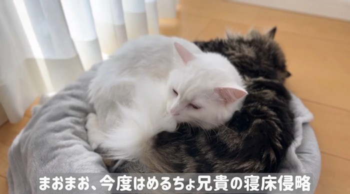 ベッドで眠る猫