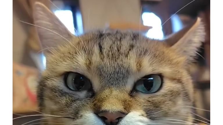 指をしゃぶる猫