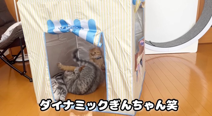 テントに入る猫