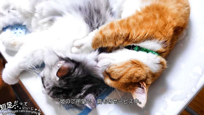 長毛猫の肩を揉む猫