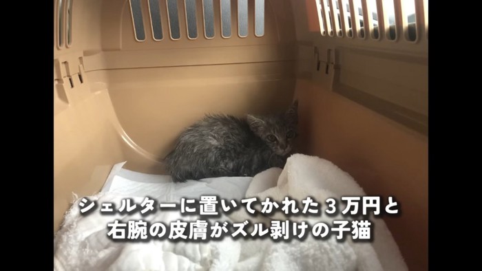 ケガした子猫