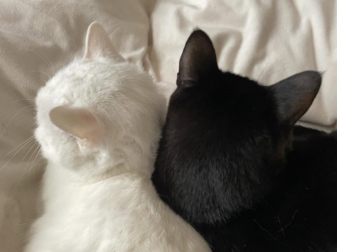 一緒に寝る2匹の猫
