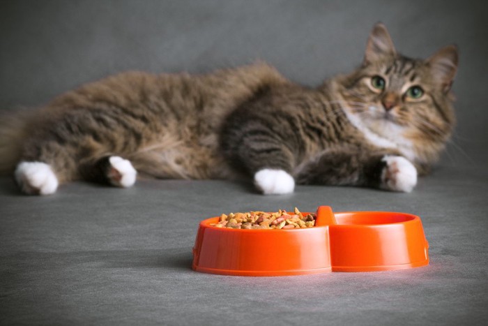 食器の奥で横になる猫