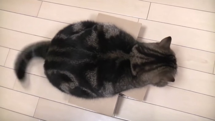 上から見た猫