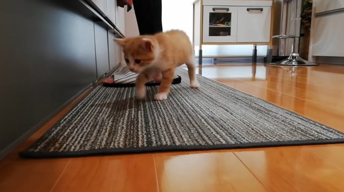 料理をしている飼い主とキッチンマットにいる子猫