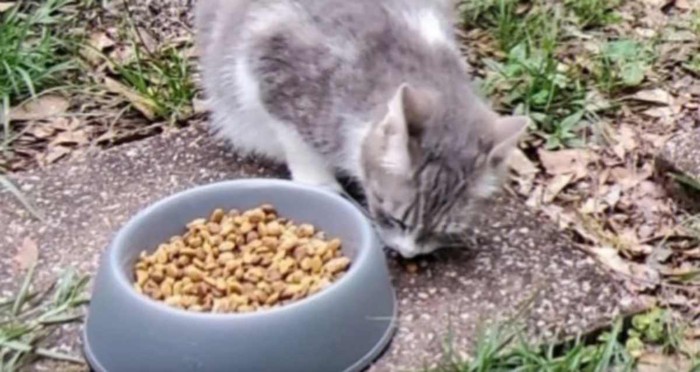 エサ入れの横にキジトラ猫