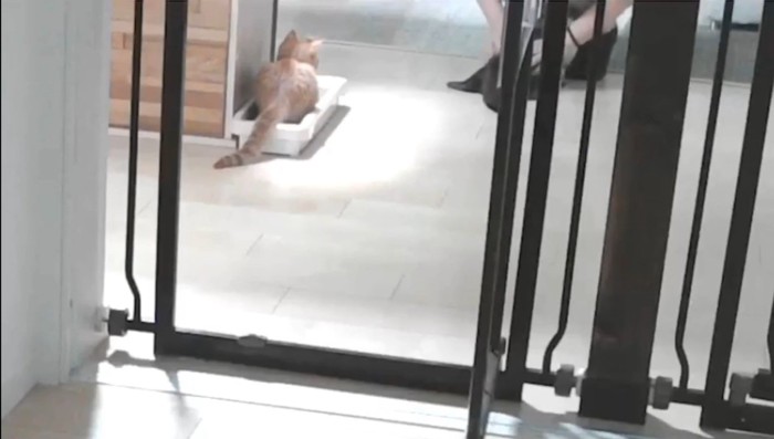 爪とぎの上