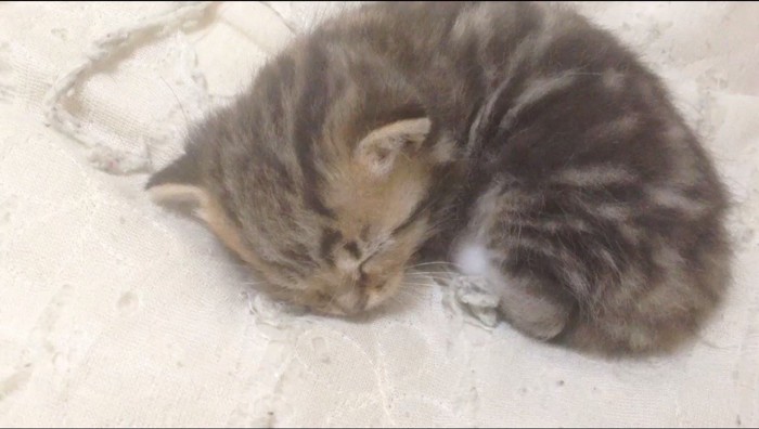 白いシーツの上で眠る子猫