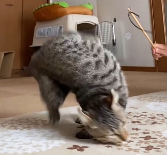 体を捻って地面に着地する猫