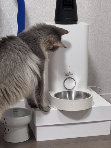 ごはんを待つ猫