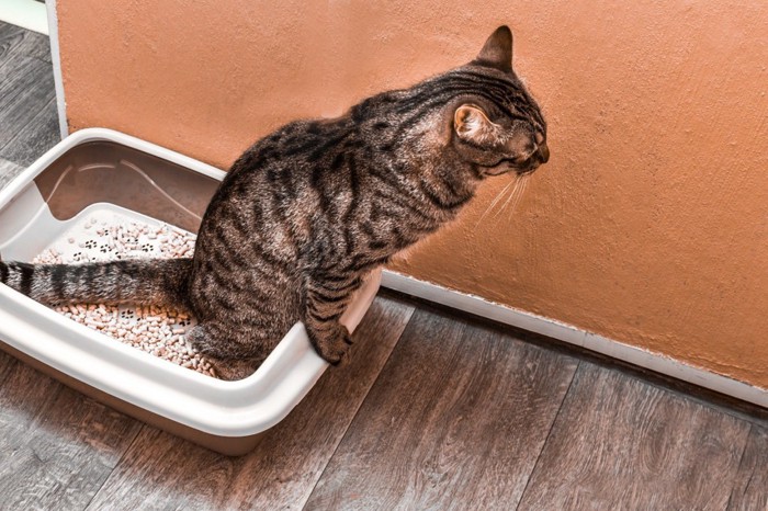 廊下のトイレにいる猫