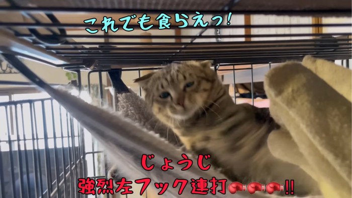 強パンチを繰り出す猫