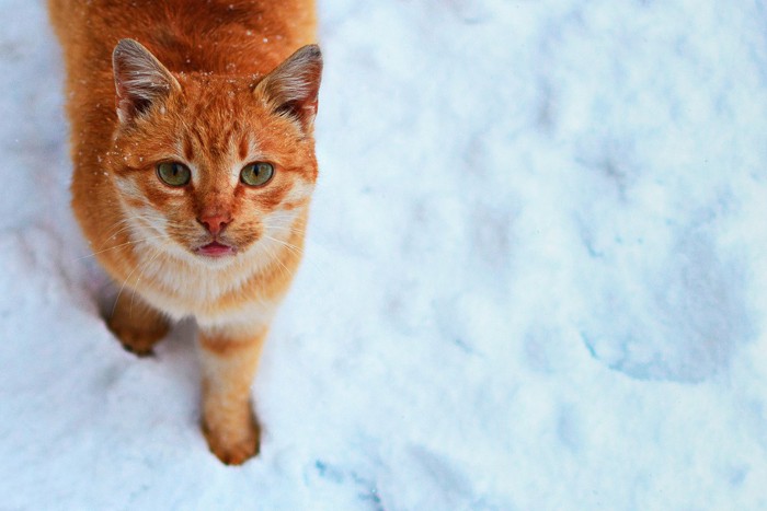 雪の中の猫